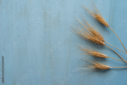 Wheat crop on blue wooden background with copy space. Top view.