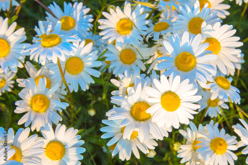 Summer flowers white daisies. Summer flowers white daisies.