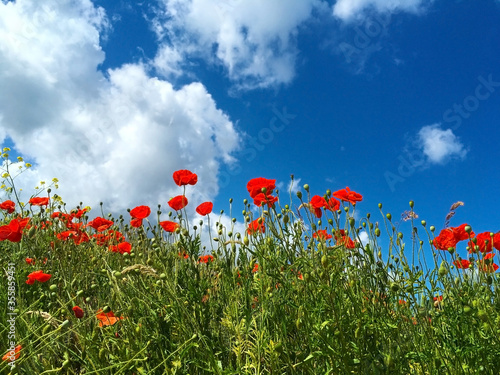 Bright red poppies flowers and blue sky with clouds.