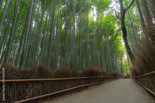 The famous bamboo groove of Arashiyama, Kyoto, Japan. the bamboo growing both sides of the pathway with the dried fence and morning light. 