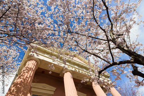 Greek Revival portico of the Athenaeum surrounded by cherry blossoms in peak bloom on Prince Street, Old Town Alexandria, Virginia