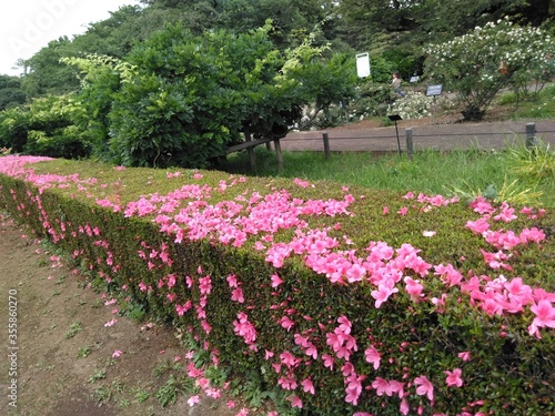 Wallpaper Mural spring in the park Torontodigital.ca