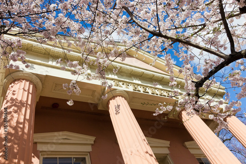 Greek Revival portico and exterior signage of the Athenaeum surrounded by cherry blossoms in peak bloom on Prince Street, Old Town Alexandria, Virginia photo
