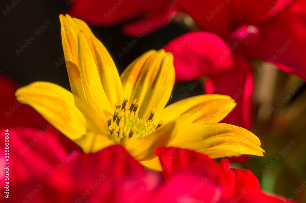 Obraz premium yellow and red flower in garden