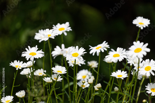 Daisy, chamomile flowers against blurred nature background. Shallow focus.