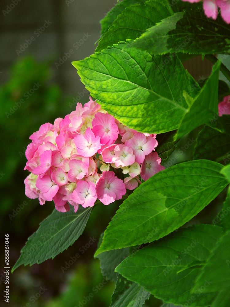 木漏れ日の中のピンクの紫陽花