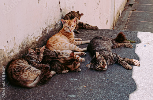 Beautiful cats resting together and hide in the shade on a hot day.