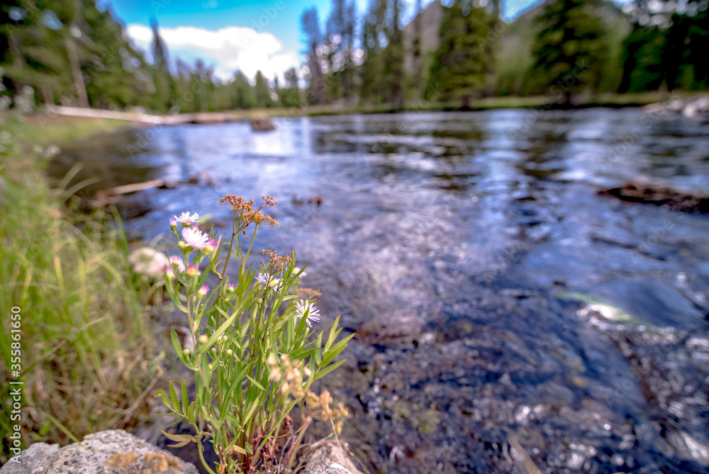 Fototapeta premium beautiful nature scenes along yellostone river in wyoming