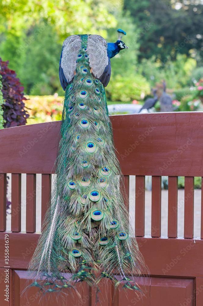 Obraz premium beautiful peacock on the gate