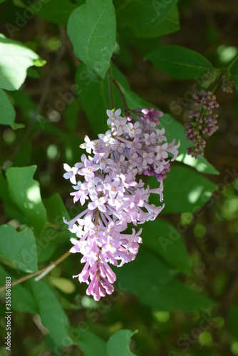 Lilac blooms in the city Park