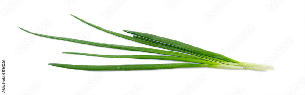 Fresh green onion, raw leaves of onion isolated on white background, top view Fresh green onion, raw leaves of onion isolated on white background, top view