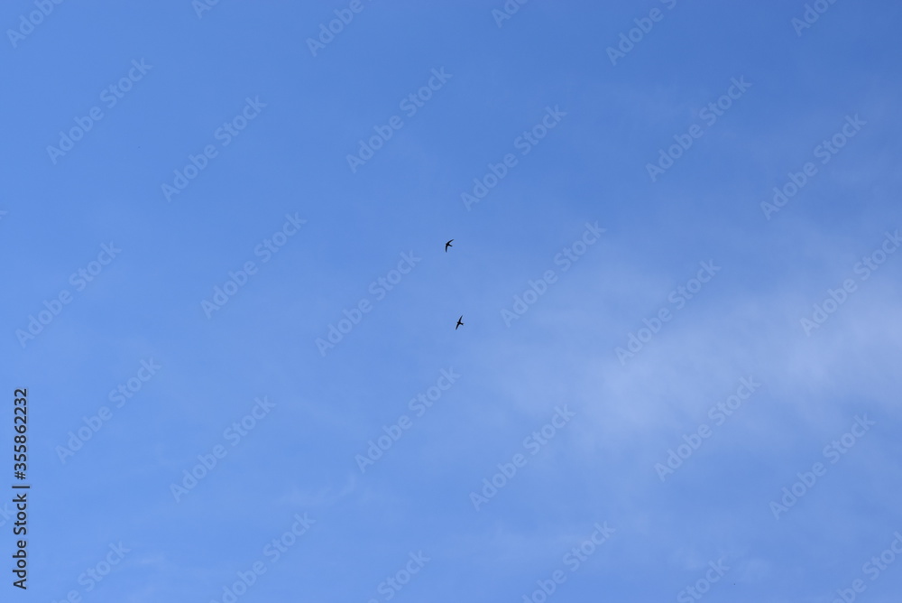 Swifts fly in the blue sky Swifts fly in the blue sky
