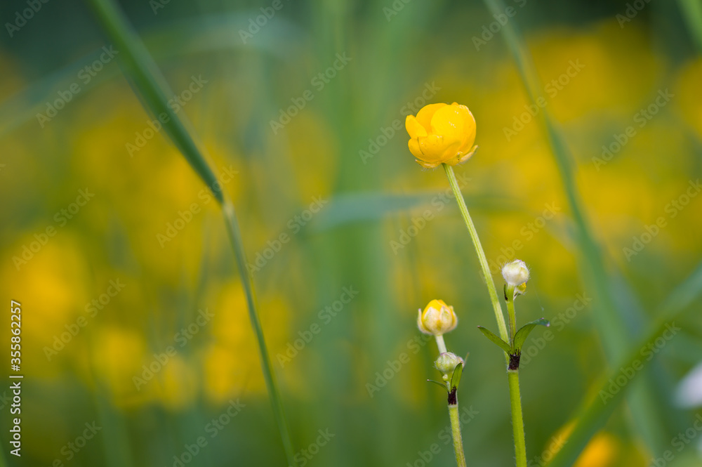 Obraz premium yellow flowers in the field