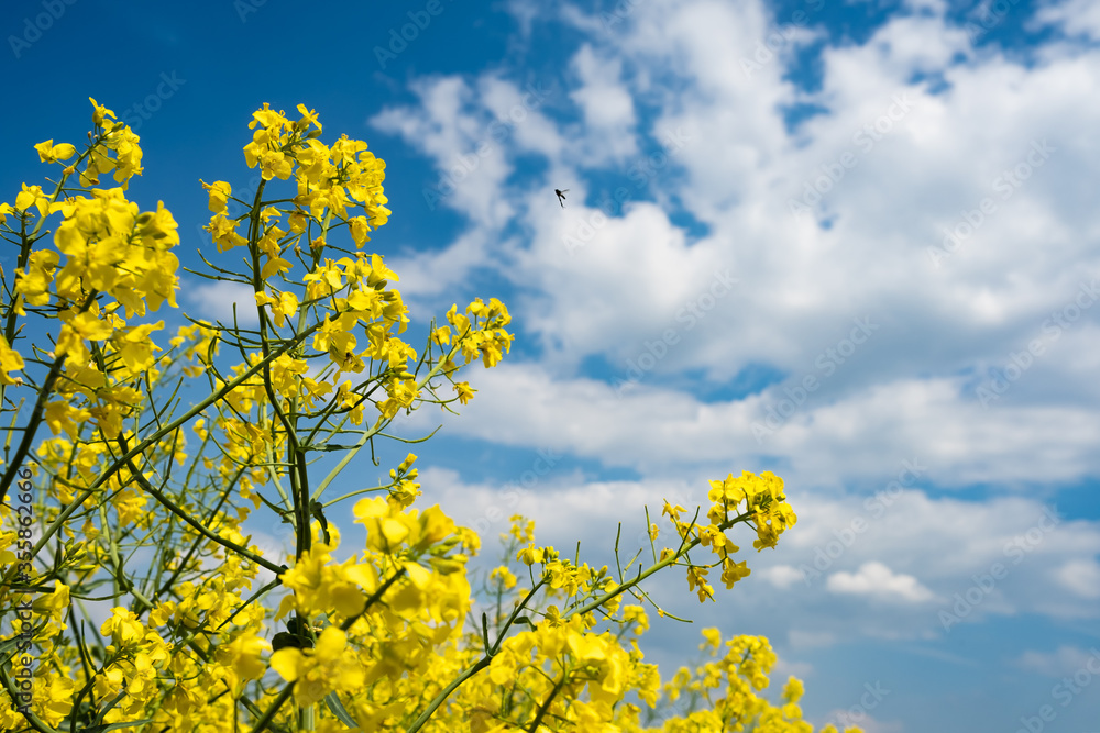 field of rape field of rape