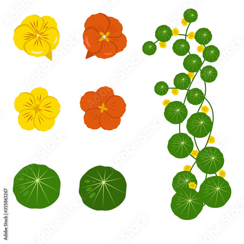 Red and yellow nasturtium flowers with leaves. Flowers isolated on a white background. Stock vector illustration.