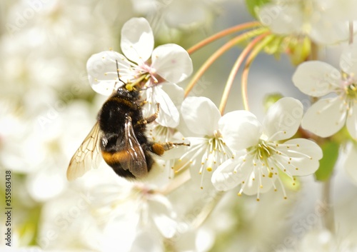 bee on flower