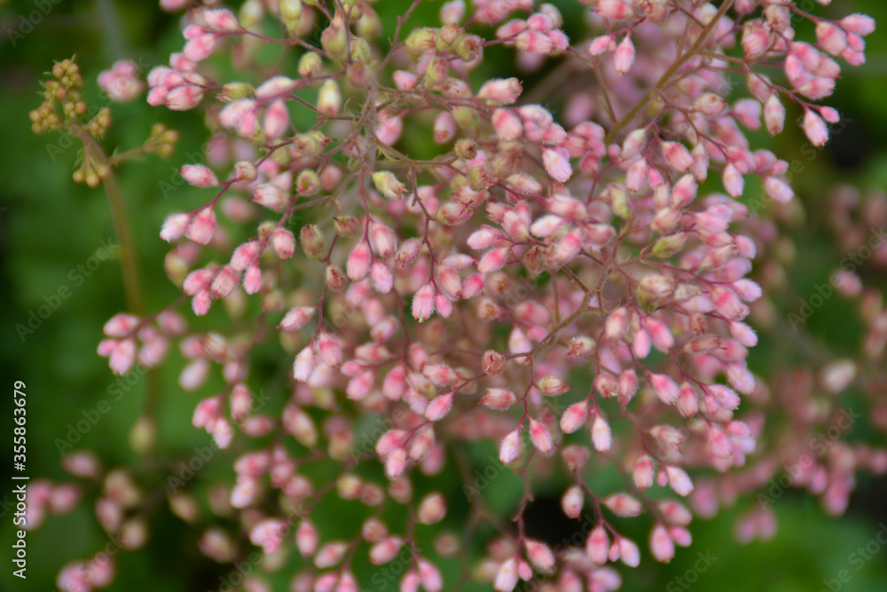 Blühendes Purpurglöckchen, Heuchera Hybride, Botanischer Garten in Gütersloh Blühendes Purpurglöckchen, Heuchera Hybride, Botanischer Garten in Gütersloh