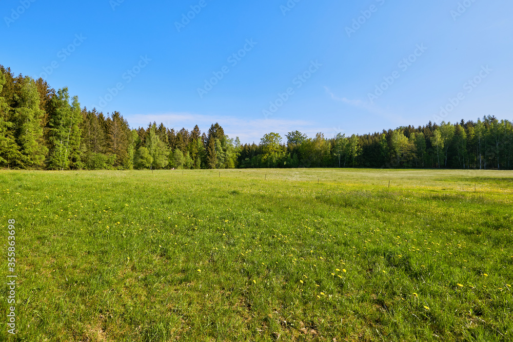 Fototapeta premium Waldwiese, Lichtung