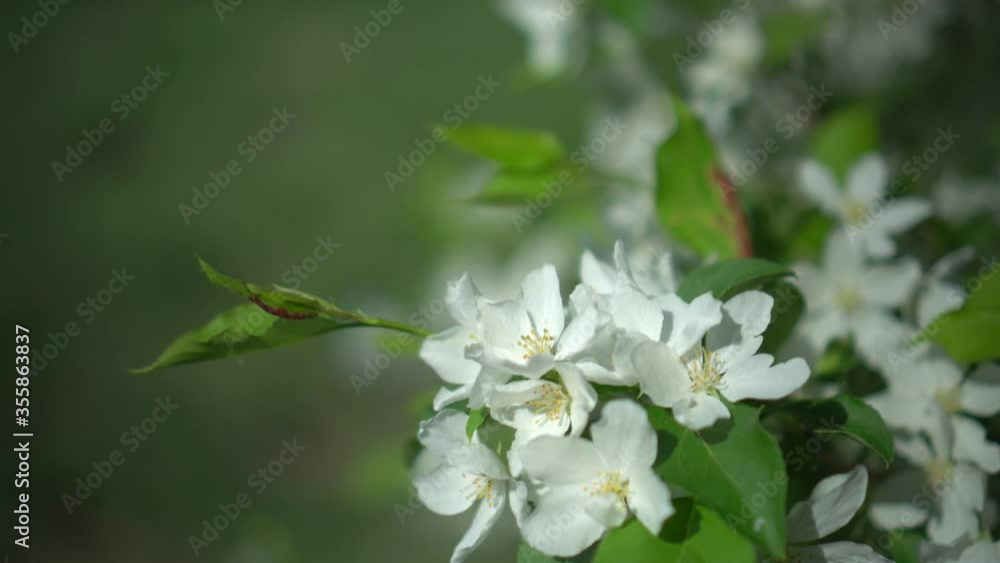 White blossoming flowers with pink splashes of an apple tree against a blue sky on a sunny spring day.Branch of blooming apple tree close-up.Bright natural floral bright background White blossoming flowers with pink splashes of an apple tree against a blue sky on a sunny spring day.Branch of blooming apple tree close-up.Bright natural floral bright background
