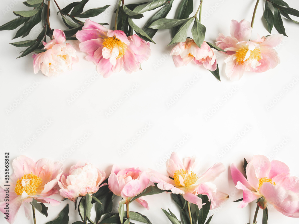 Pink peony frame isolated on white background and open space for text. Botany background. Top view Pink peony frame isolated on white background and open space for text. Botany background. Top view