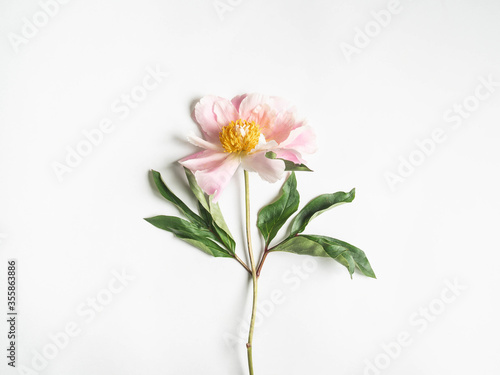 Pink peony flower isolated on white background and open space for text. Botany background. Top view