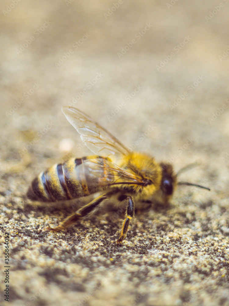 bee creeping on a stone road, macro photo bee creeping on a stone road, macro photo