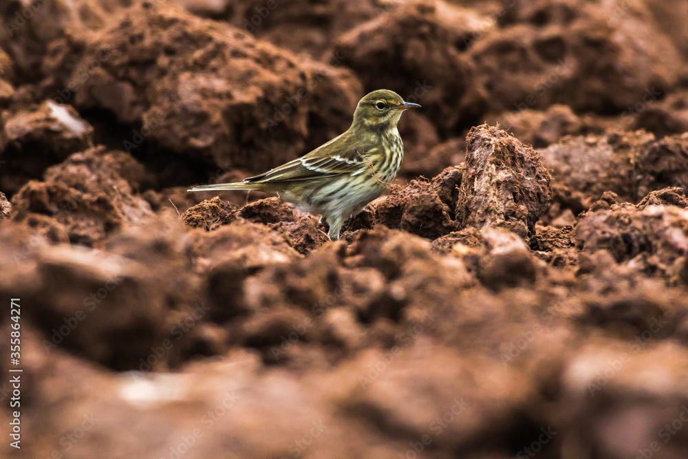 Meadow Pipit (Anthus prathensis) Meadow Pipit (Anthus prathensis)