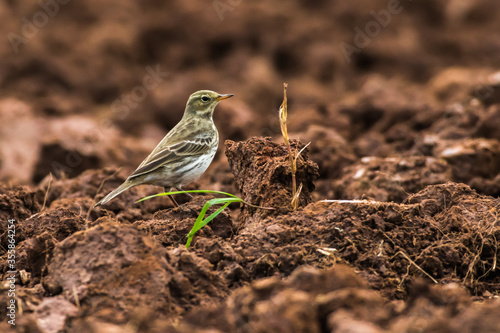 Obraz na płótnie Meadow Pipit (Anthus prathensis) w salonie