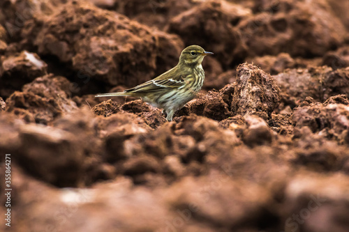 Obraz na płótnie Meadow Pipit (Anthus prathensis) w salonie