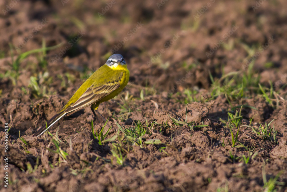 Western Yellow Wagtail (Motacilla flava)
