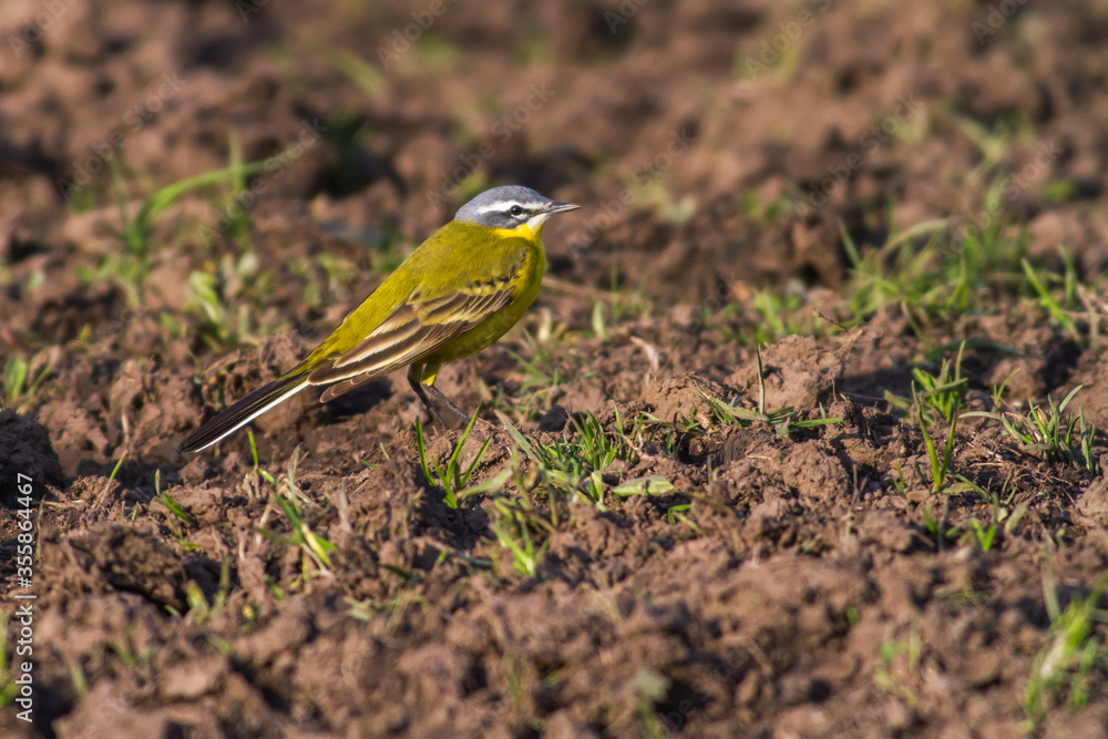 Western Yellow Wagtail (Motacilla flava)