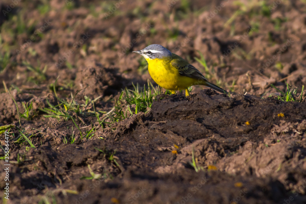 Western Yellow Wagtail (Motacilla flava)
