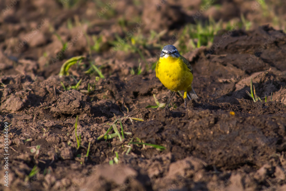 Western Yellow Wagtail (Motacilla flava)