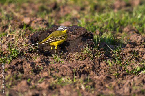 Western Yellow Wagtail (Motacilla flava)