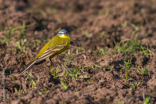 Obraz na płótnie Western Yellow Wagtail (Motacilla flava) w salonie