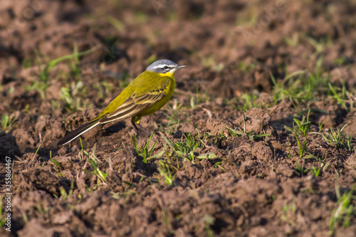 Obraz na płótnie Western Yellow Wagtail (Motacilla flava) w salonie