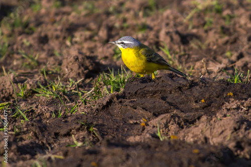 Western Yellow Wagtail (Motacilla flava)