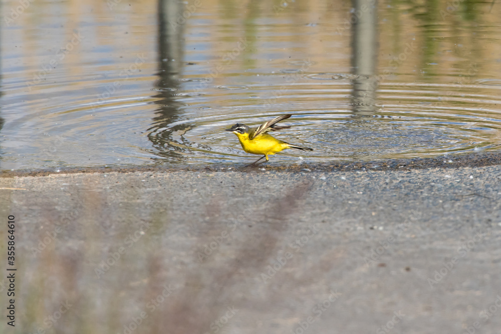 Western Yellow Wagtail (Motacilla flava)