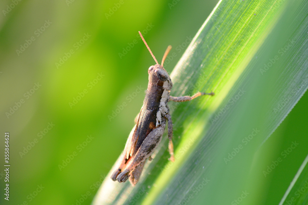grasshopper on a leaf
