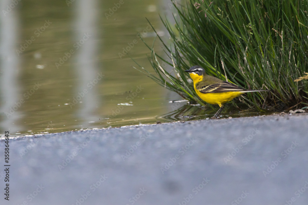 Western Yellow Wagtail (Motacilla flava)