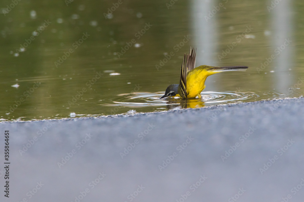 Western Yellow Wagtail (Motacilla flava)