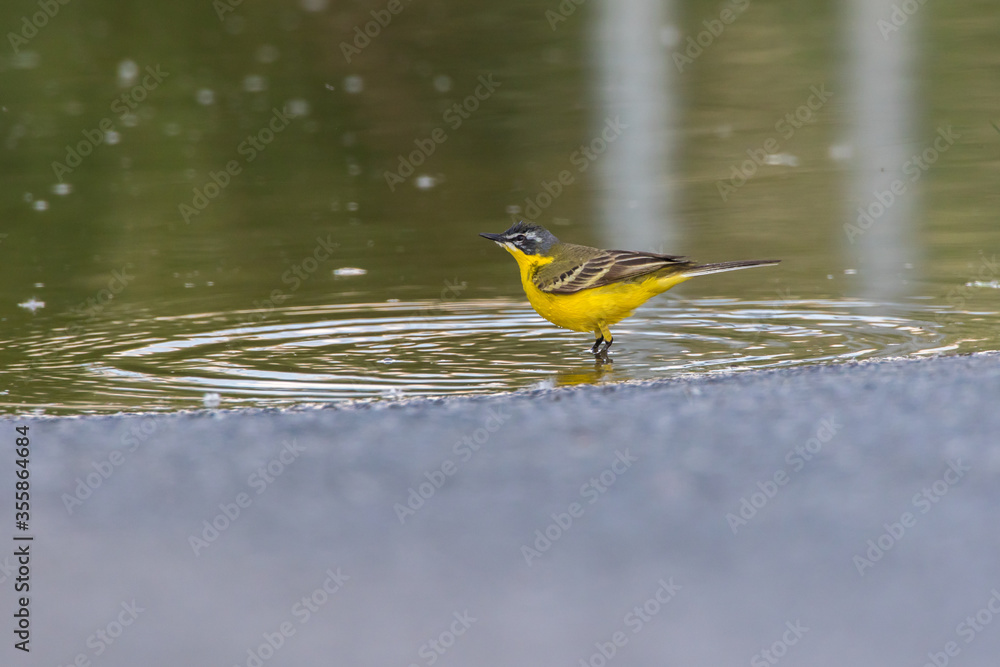Western Yellow Wagtail (Motacilla flava)