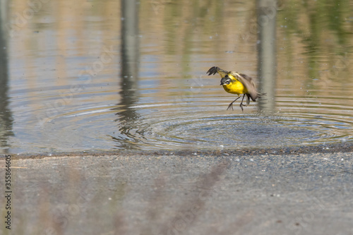 Obraz na płótnie Western Yellow Wagtail (Motacilla flava) w salonie