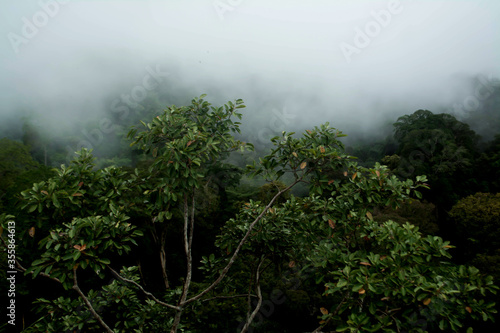 sea of  mist  at morning  time and green forest nature   background