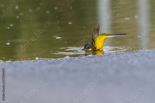 Obraz na płótnie Western Yellow Wagtail (Motacilla flava) w salonie