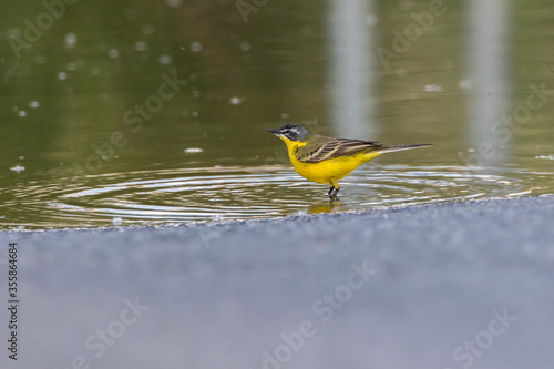 Western Yellow Wagtail (Motacilla flava)