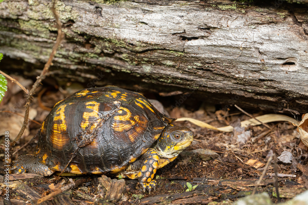 Eastern Box turtle - Terrapene carolina Eastern Box turtle - Terrapene carolina