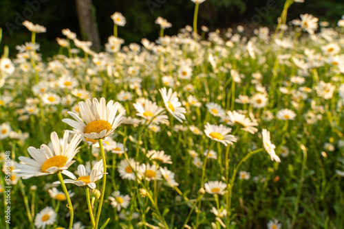 Beautiful field with white daisy flower background. Bright chamomiles or camomiles meadow. Summer in the garden.