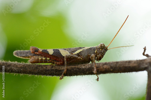 close up of a grasshopper