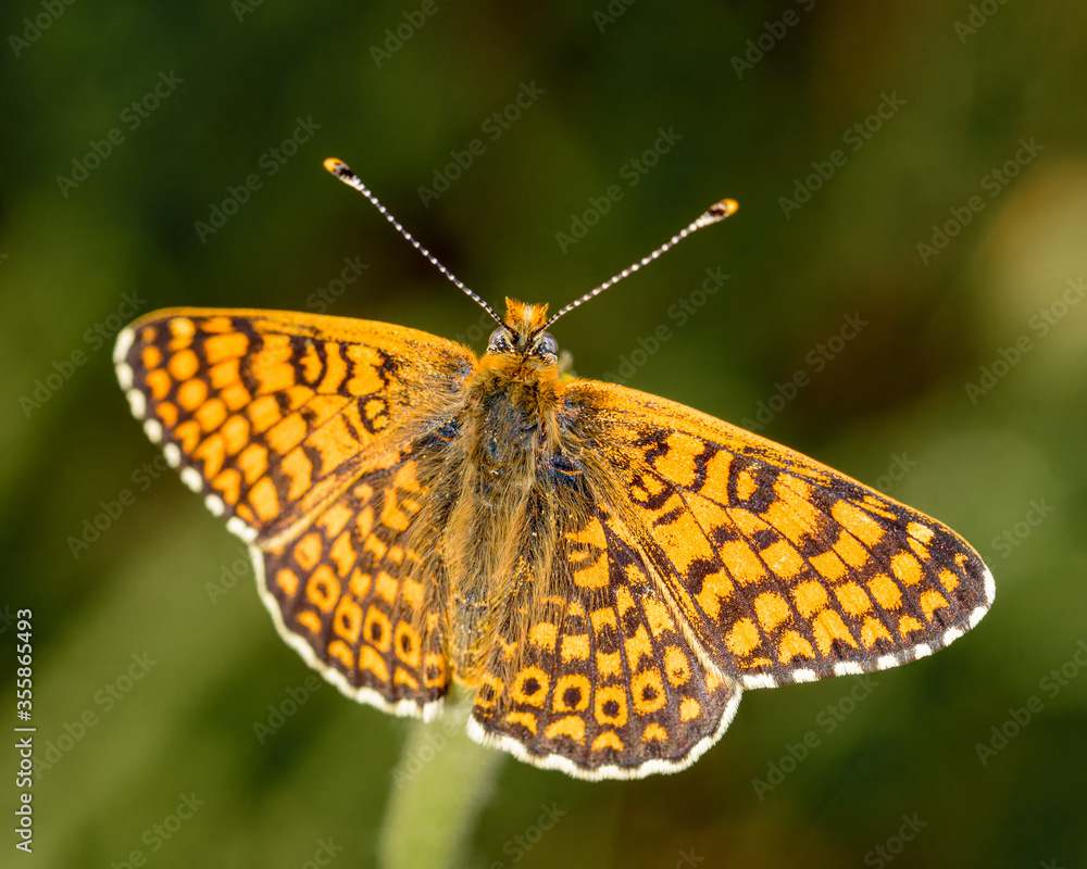 yellow butterfly on a branch top view, close-up yellow butterfly on a branch top view, close-up